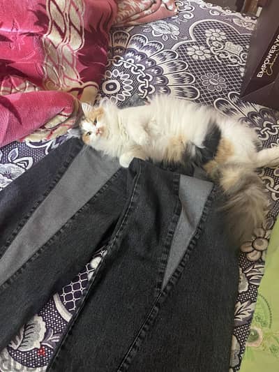 عايزا قط ليها للجواز ضروري