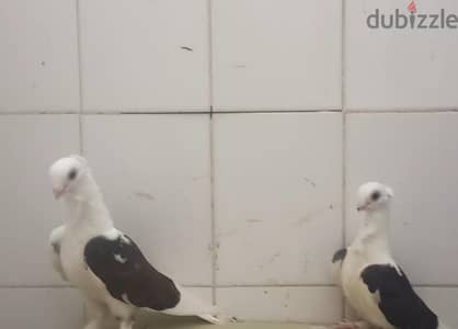 جوز  بنيدي مستوي فاخر