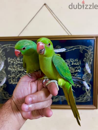 متاح  جوز بغبغاء درة هندي اخصر هادرين ومدربين