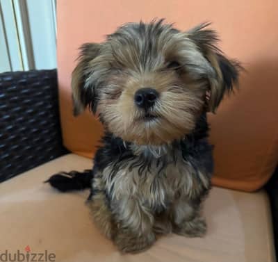 yorkshire puppie يوركشاير