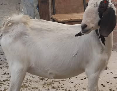 معزة خليط بور لبانيه اول عشار