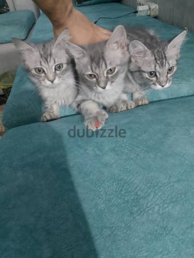cute cat
