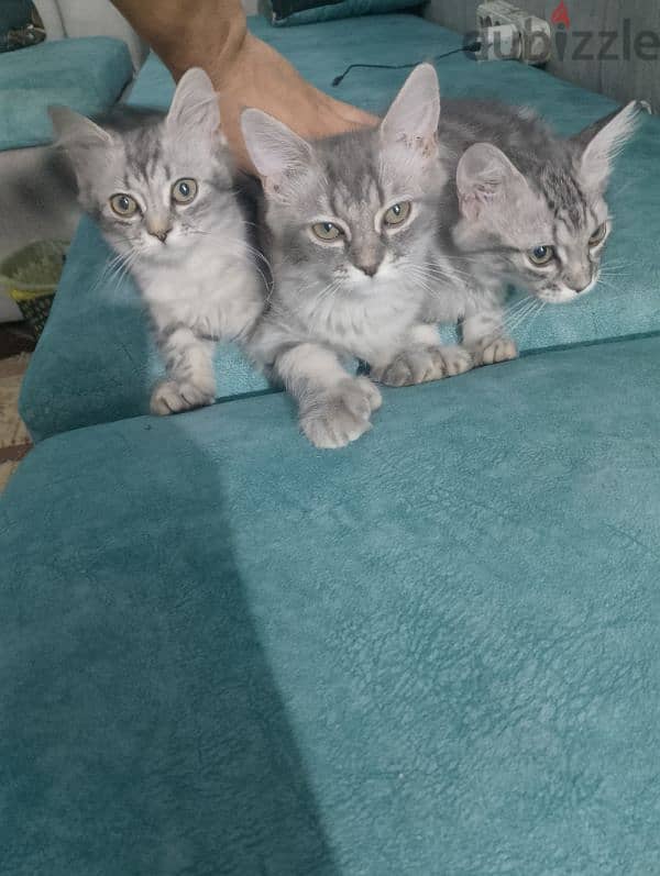 cute cat 1