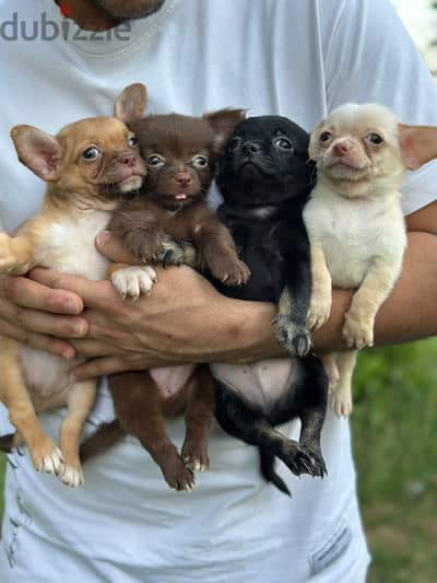 Chihuahua puppies جرو شيواوه
