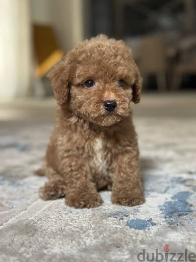 Poodle toypoodle بودل