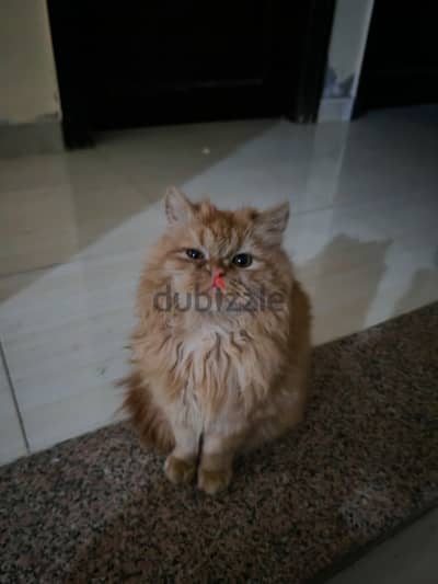 قط شيرازي للتبني
