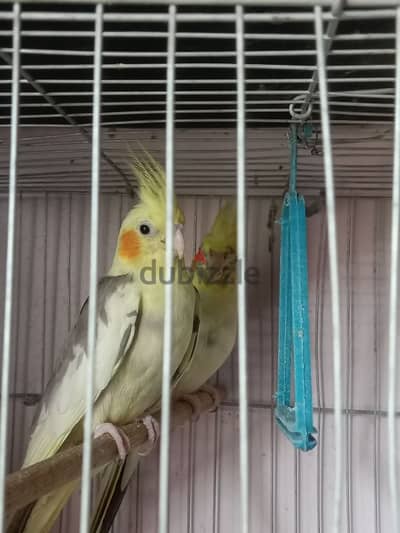 قص مصبعات