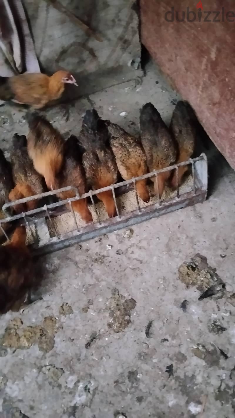 فراخ بلدي جميز 1
