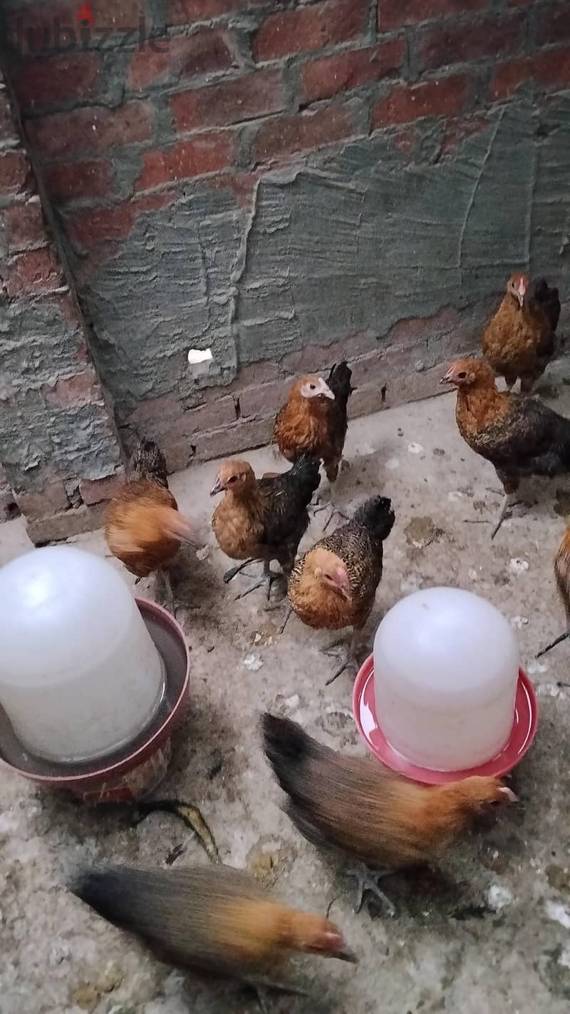 فراخ بلدي جميز 2