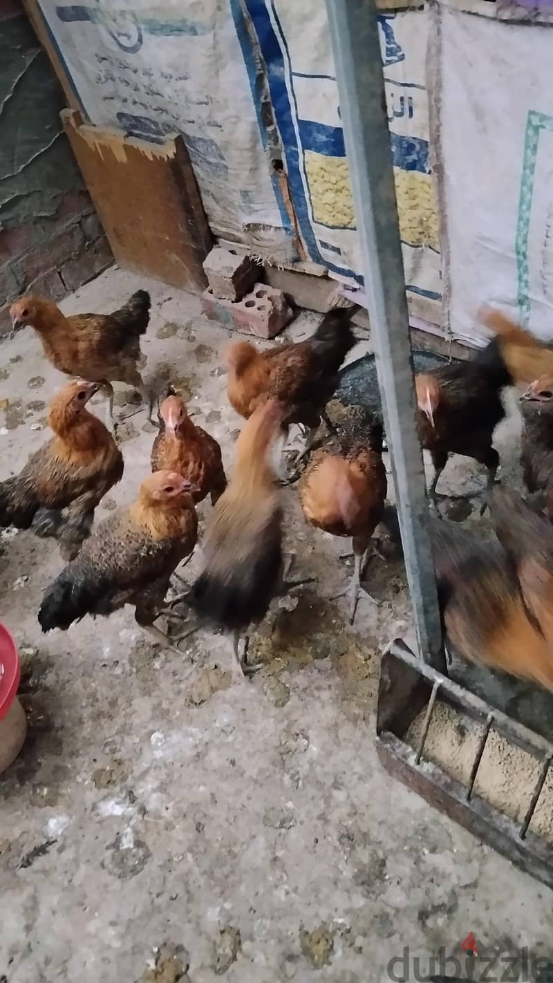فراخ بلدي جميز 3