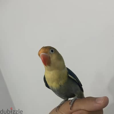 لوف بيرد فيشر