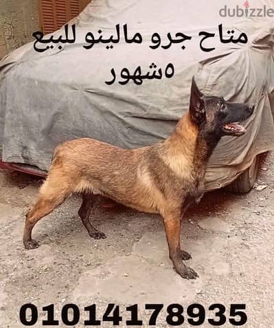 مالينو بيور ٥ شهور