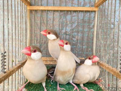 زوجين جاوا فون منتجين