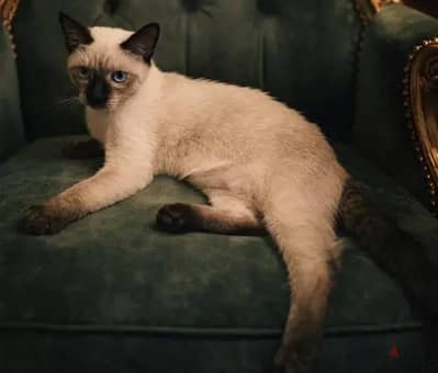 Traditional Siamese kitten سيامي تراديشنال سيامى