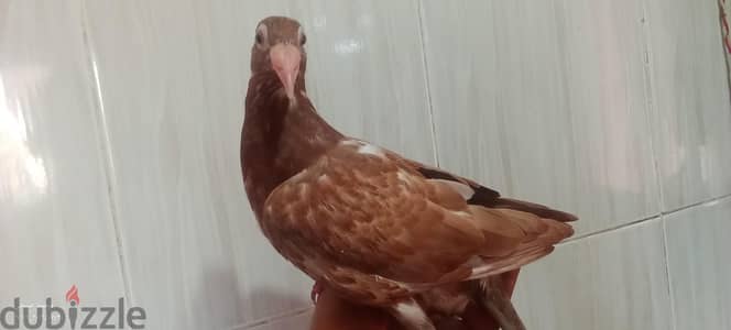 زغلول احمر ابن كاري وبغددلي