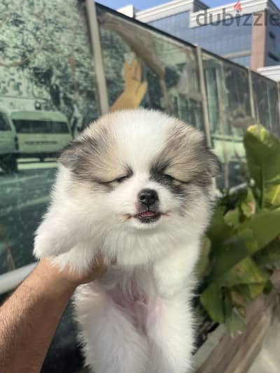 Pure Pomeranian pupppy 55 Days | Teddy Face
