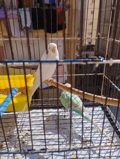 جوزين عصافير  استرالي بكل مشتمالاتهم