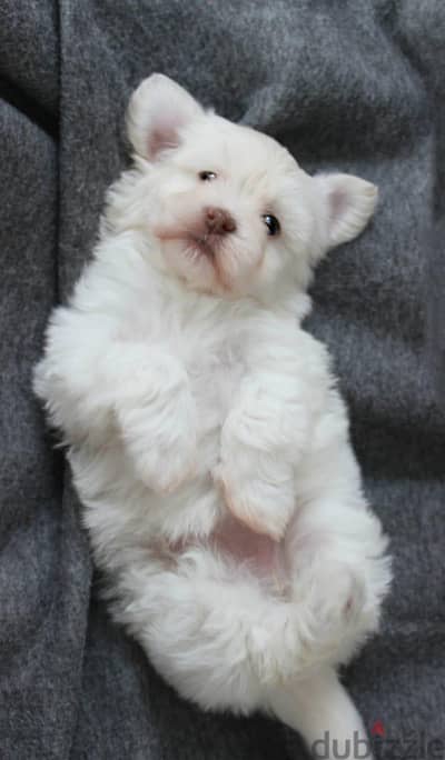 Maltipoo, Havanese