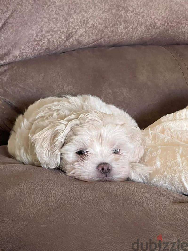 Maltipoo, Havanese 1