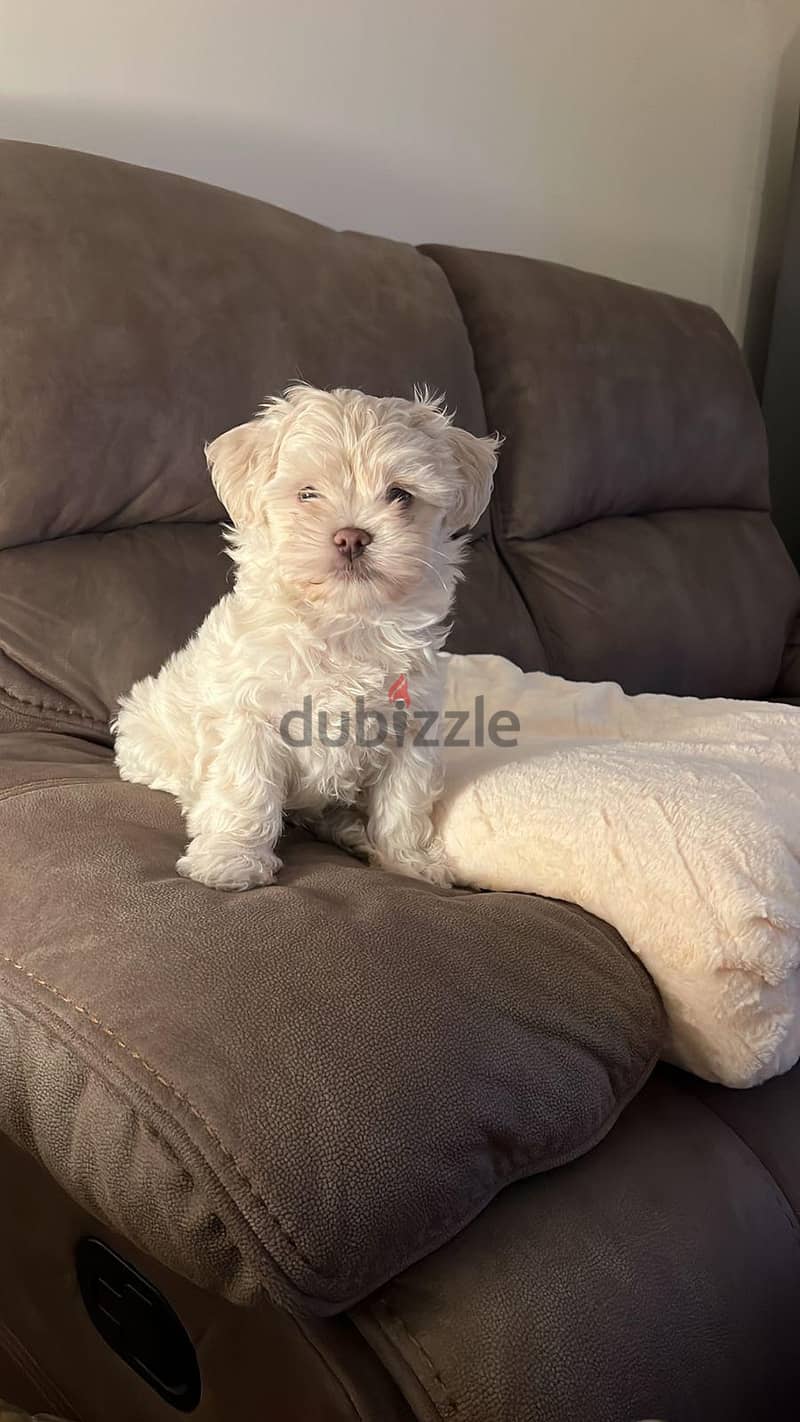 Maltipoo, Havanese 2