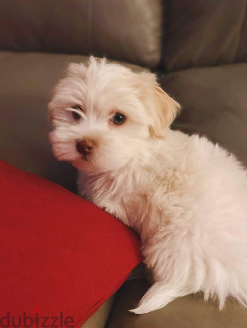 Maltipoo, Havanese 3