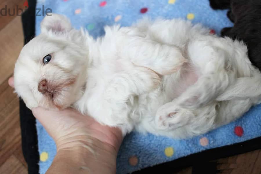 Maltipoo, Havanese 4
