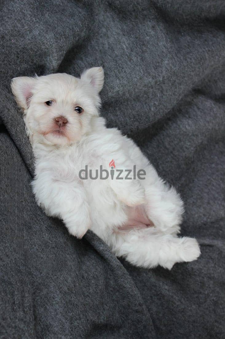 Maltipoo, Havanese 5