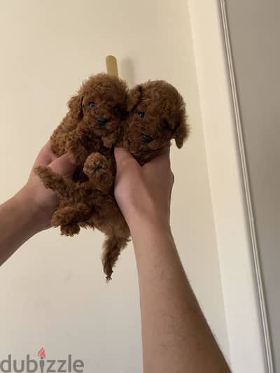 Poodle puppy fci pedigree