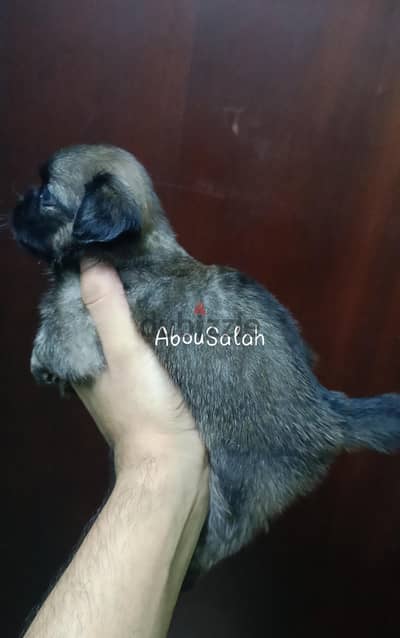 دبدوب بيكنواه