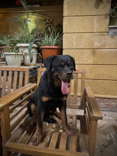 Rottweiler dog