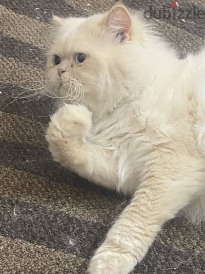 Himalaya