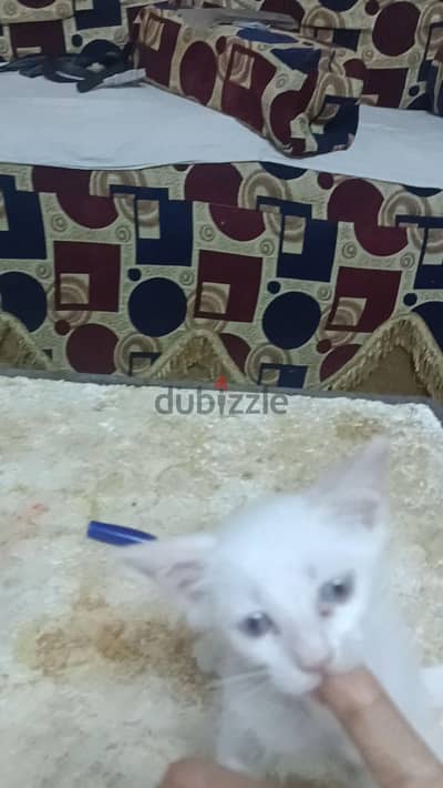 قطه للتبنى