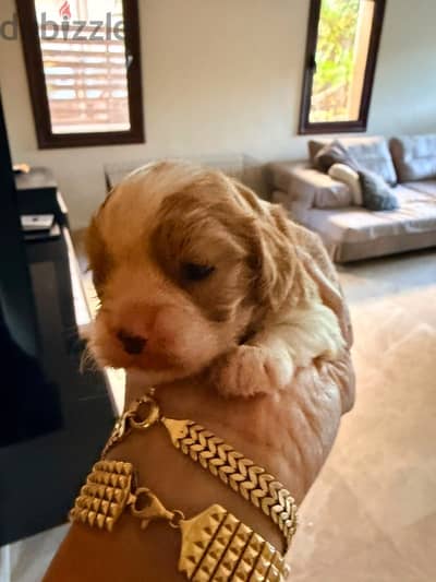 Cavalier king charles