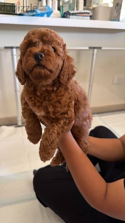 Dark toy poodle puppies بودل