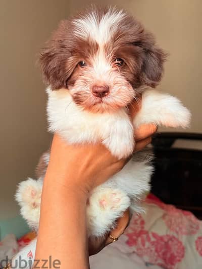 Pure german griffon femal