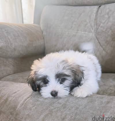 Maltese pupy