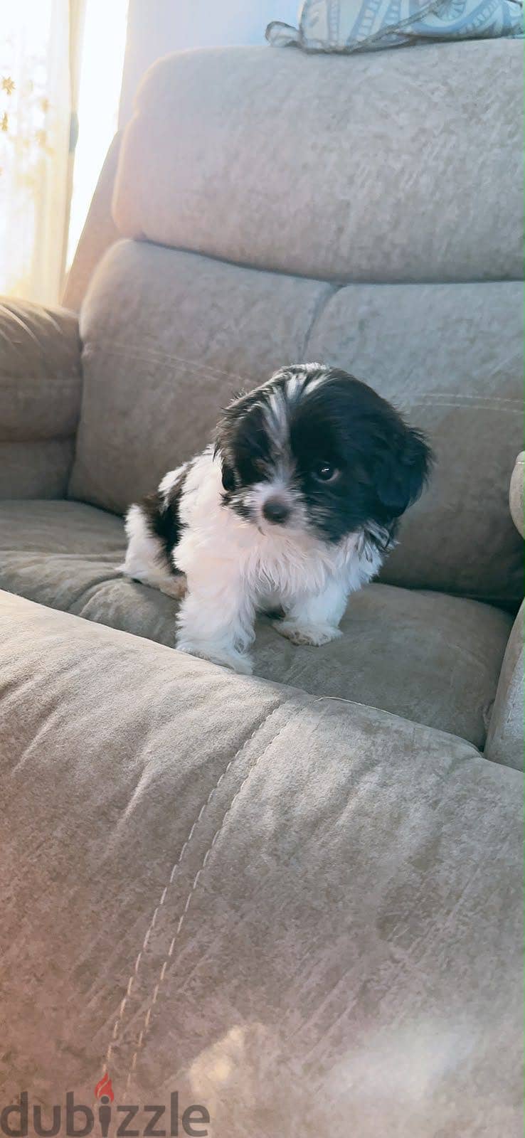 Maltese pupy 1