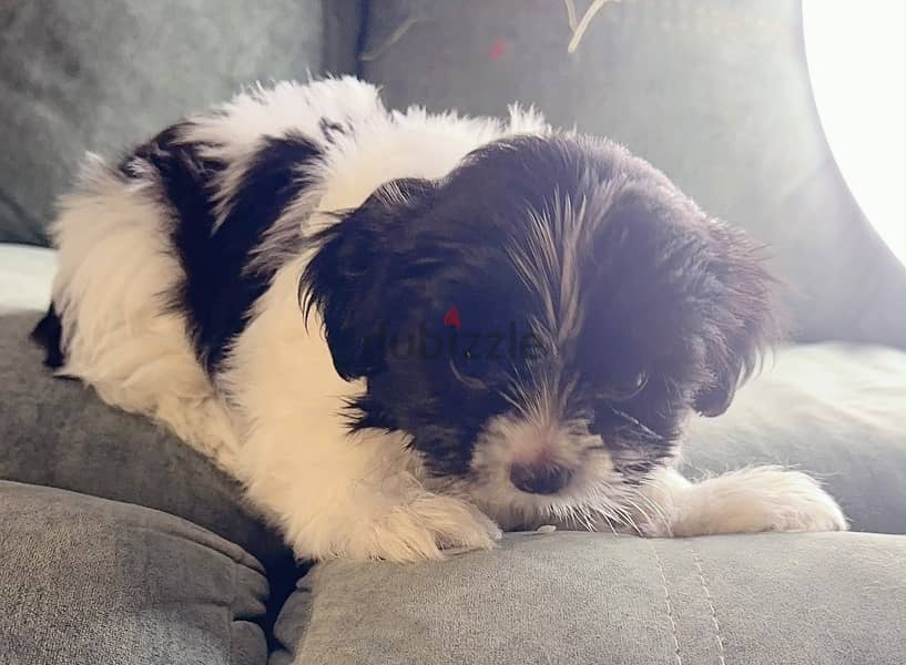 Maltese pupy 2
