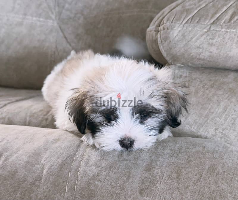 Maltese pupy 3