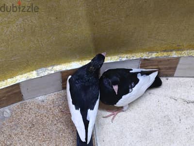علي بركه الله