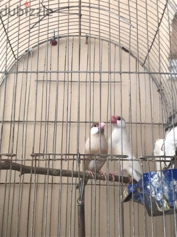 جاوا ذكر اوبال 1