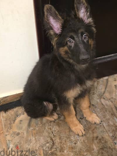 German Shepherd