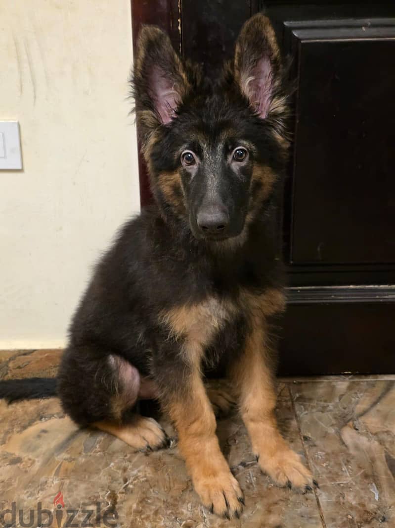 German Shepherd 1