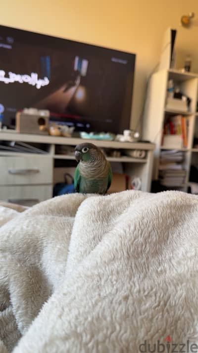 Turquoise conure