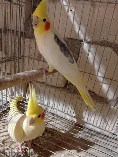 كوكتيل