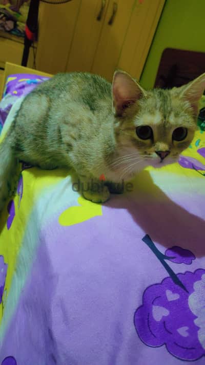 British shorthair cat