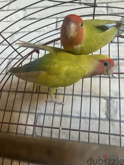 جور روز اخضر فاتح شغال