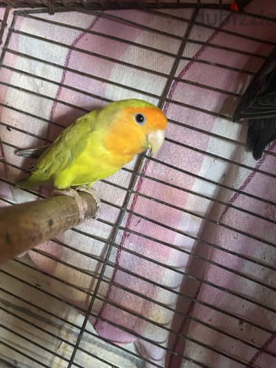 ذكر زور اخضر orange face