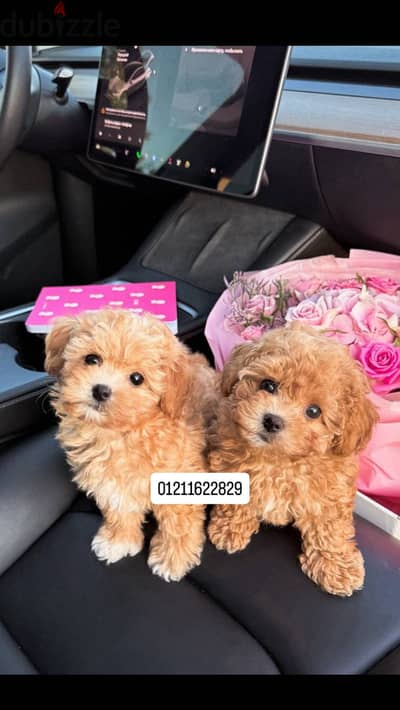 Poodle x maltipoo puppies مالتيبو
