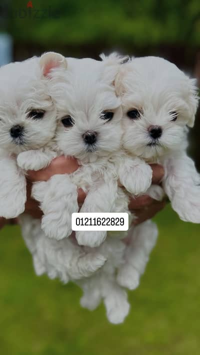 Maltese puppies مالتيز